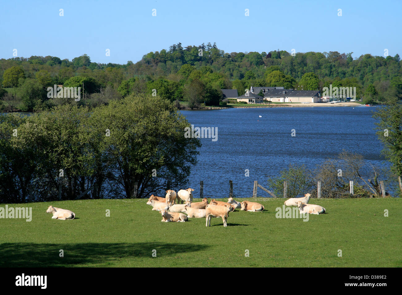 Capi di bestiame in un prato, vicino al lago di La Haie Traversaine (Mayenne, Paese della Loira, in Francia, in Europa). Foto Stock