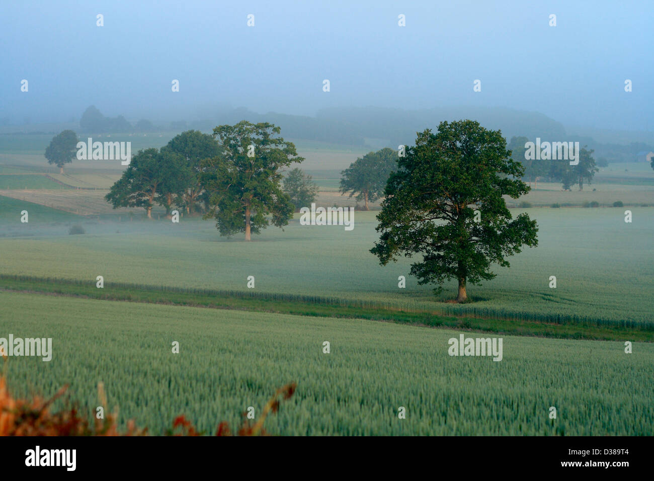Campi di grano e alberi di quercia nella nebbia di Alba (Nord Mayenne, Pays de la Loire, in Francia, in Europa). Foto Stock