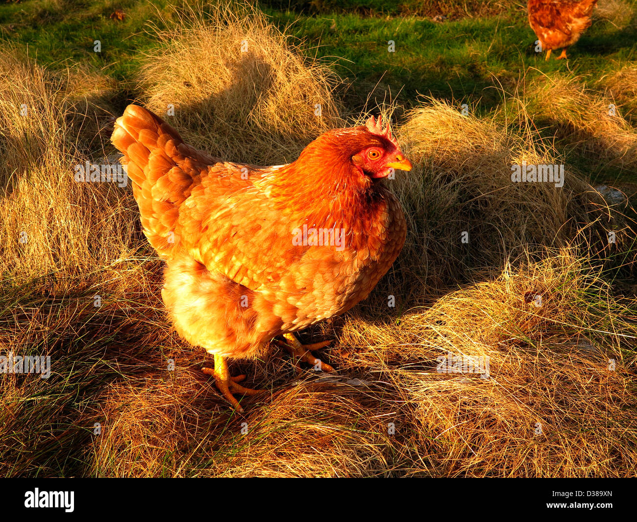 Hen addomestica (Gallus gallus), russet hen, farm hen, passeggiate nel prato del giardino. Pays de la Loire, Francia. Foto Stock