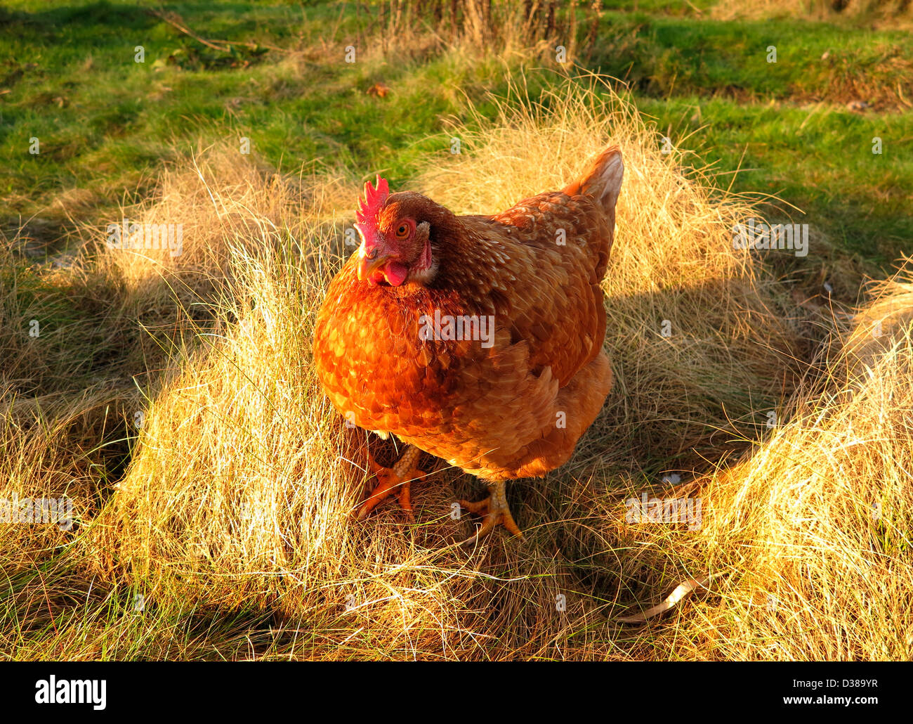 Hen addomestica (Gallus gallus), russet hen, farm hen, passeggiate nel prato del giardino. Pays de la Loire, Francia. Foto Stock