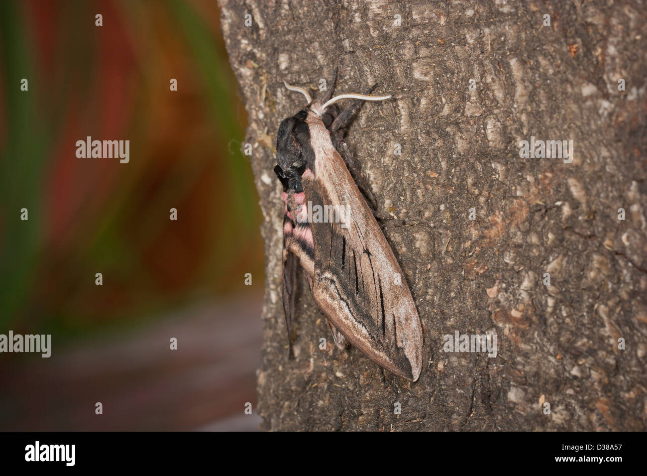 Ligusterschwaermer Ligustro Hawk Moth Sphinx ligustri Foto Stock