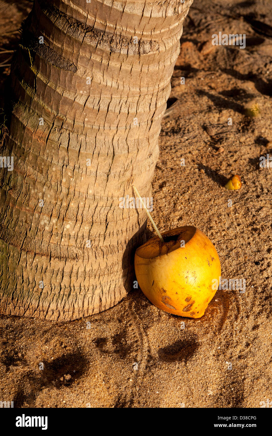 Tagliare noce di cocco con paglia, giacente sotto la palma Foto Stock