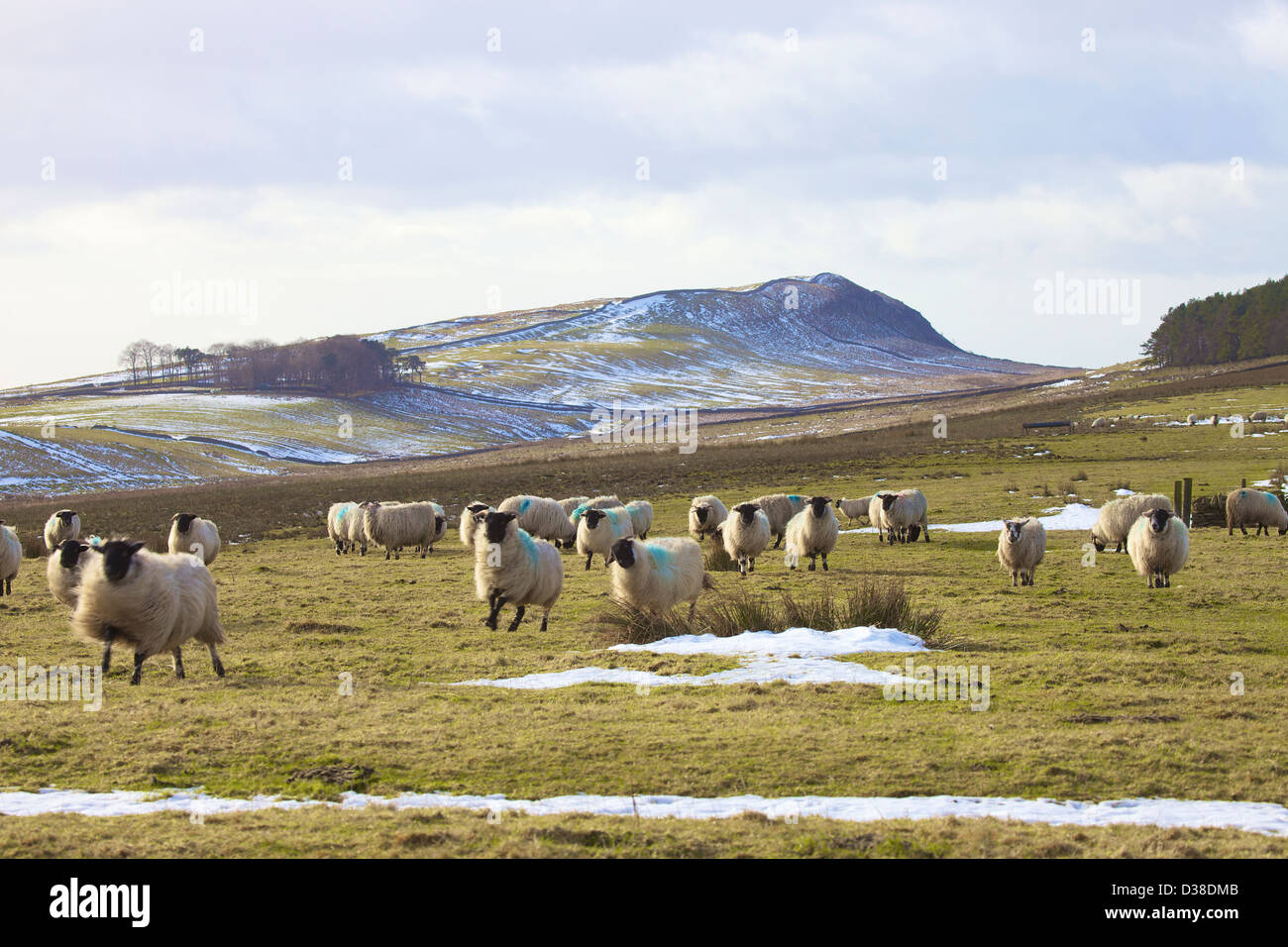Pecore nella parte anteriore, Winshield balze e Stack di verde del Vallo di Adriano Northumbria England Regno Unito Gran Bretagna inverno Foto Stock