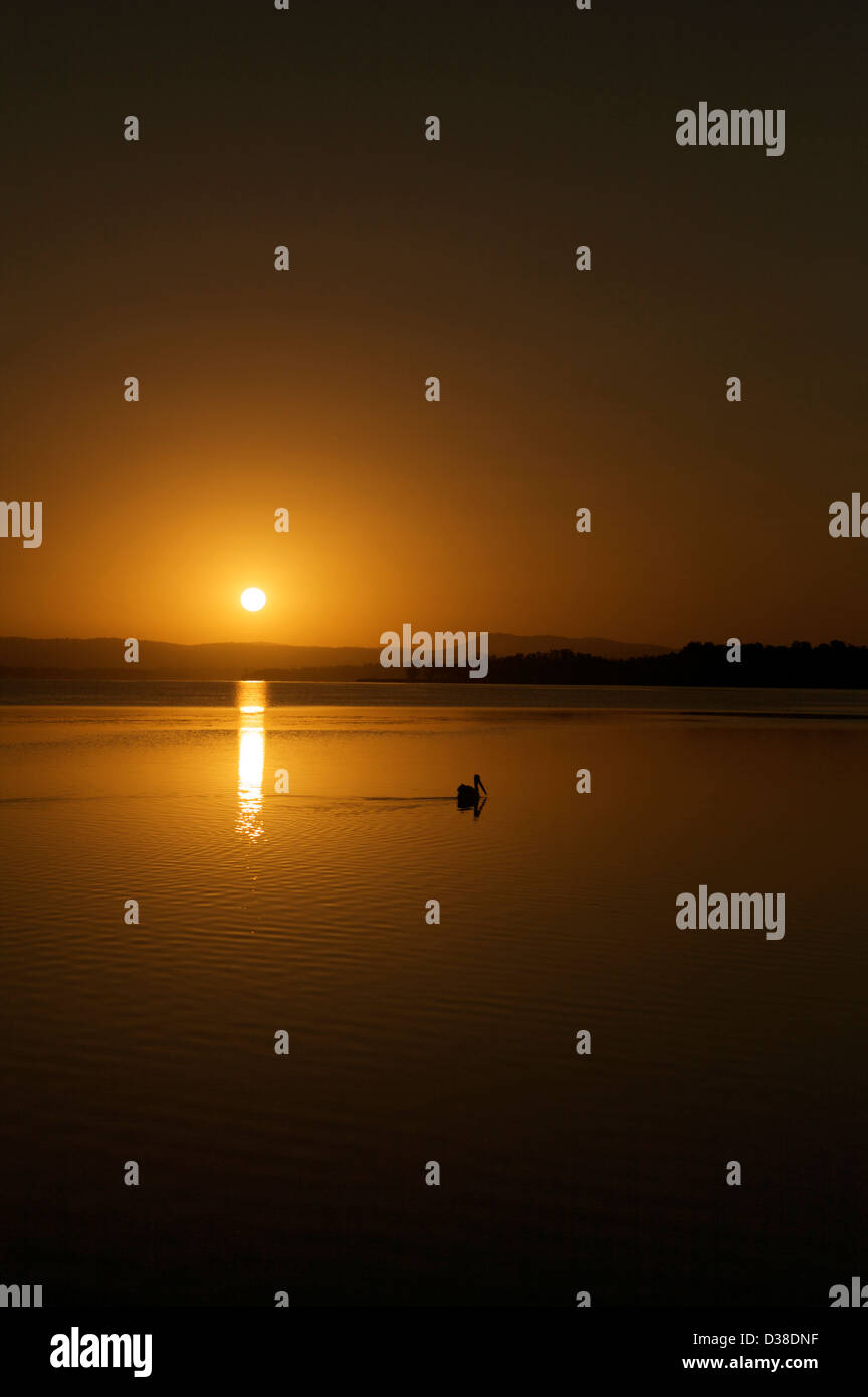 Un uccello nuota in un lago di fronte a un bel tramonto Foto Stock