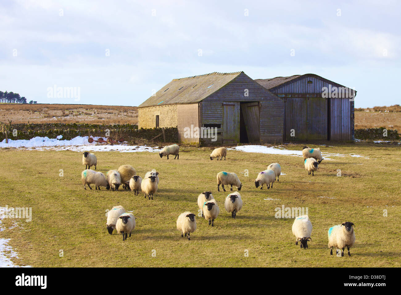 Pecore in campo davanti Longside fienile dal vallo di Adriano Northumbria England Regno Unito Gran Bretagna inverno Foto Stock