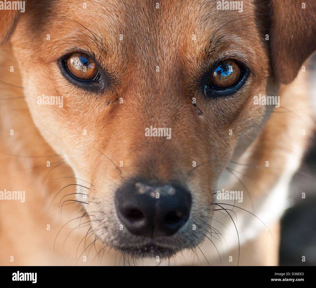 Ritratto di un cane di razza da vicino Foto Stock