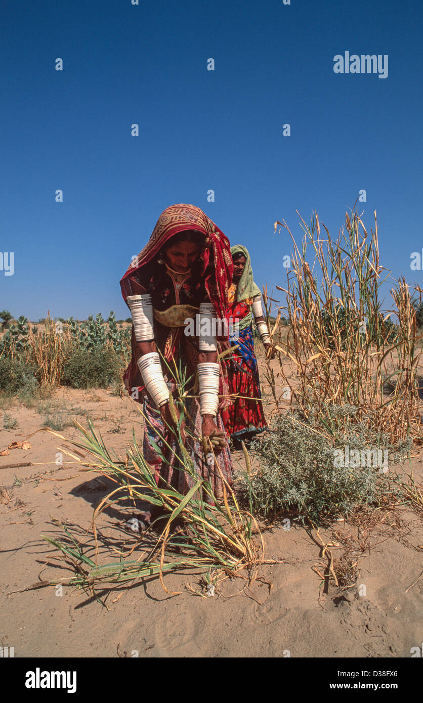 Donna che indossa abito colorato tradizionale e gioielli che raccolgono un raccolto molto povero di mais a mano in condizioni del deserto.Tharparkar, Sindh, Pakistan Foto Stock