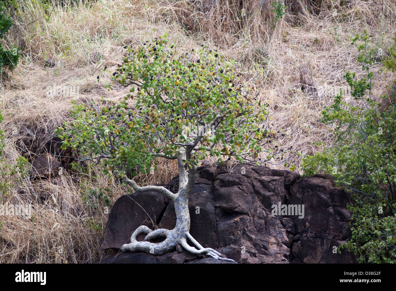 Questa roccia fig tree è riuscito a radicarsi in una spaccatura su un masso di arenaria, Hunter River, dell'Australia occidentale costa Kimberly Foto Stock