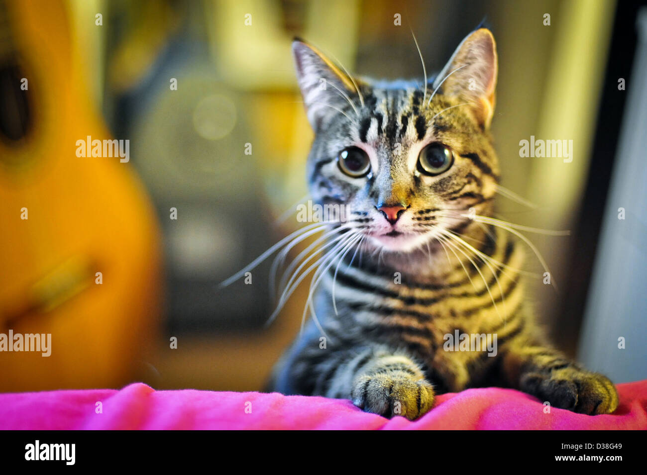Carino gatti con grandi occhi scuri guardando curioso Foto Stock