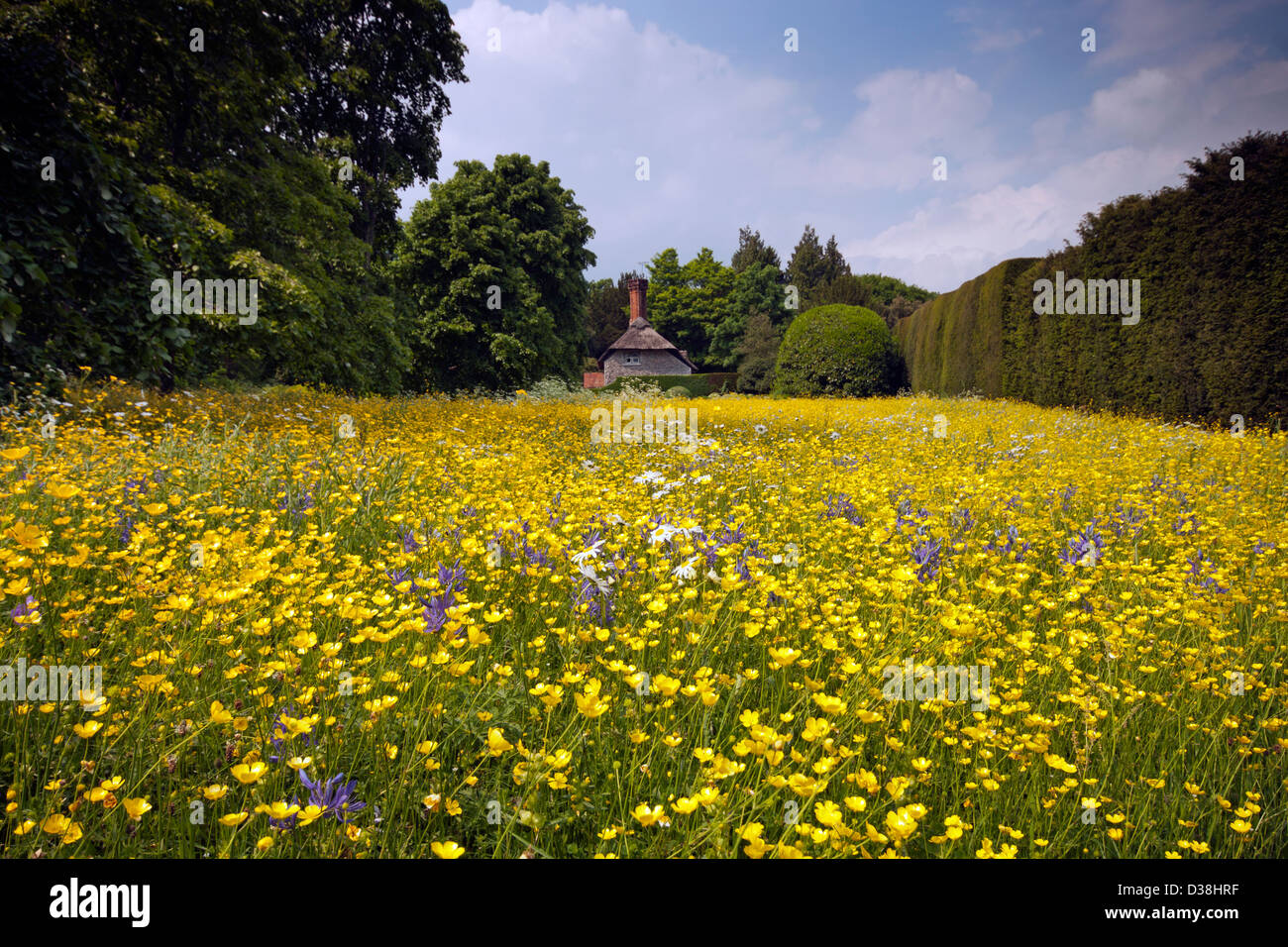 Ranuncolo campo al West Dean West Sussex Foto Stock