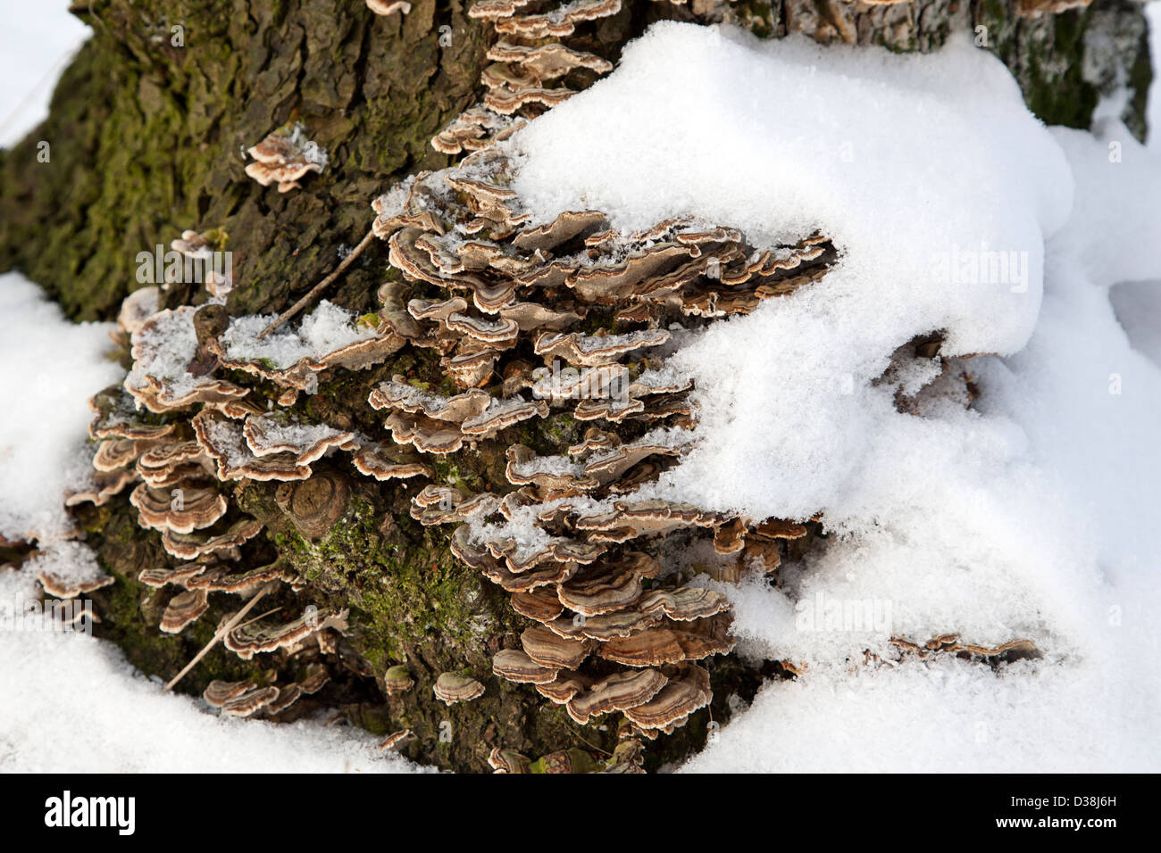 Fungo Turchia coda (Trametes versicolor) ricoperta di neve Foto Stock