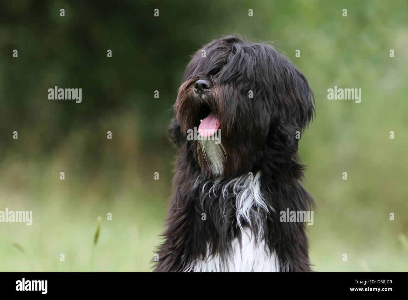 Cane Tibetan Terrier / Tsang Apso ritratto per adulti Foto Stock