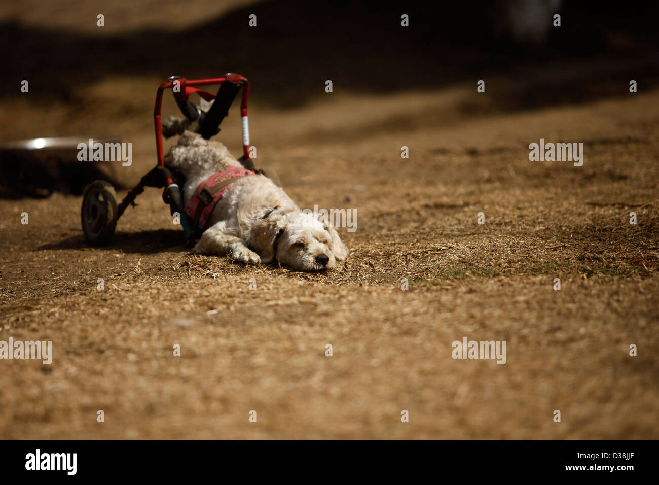 Un cane in una sedia a rotelle si appoggia al 'Milagros Caninos,' o cani cane miracoli nel Santuario Xochimilco, Città del Messico Foto Stock