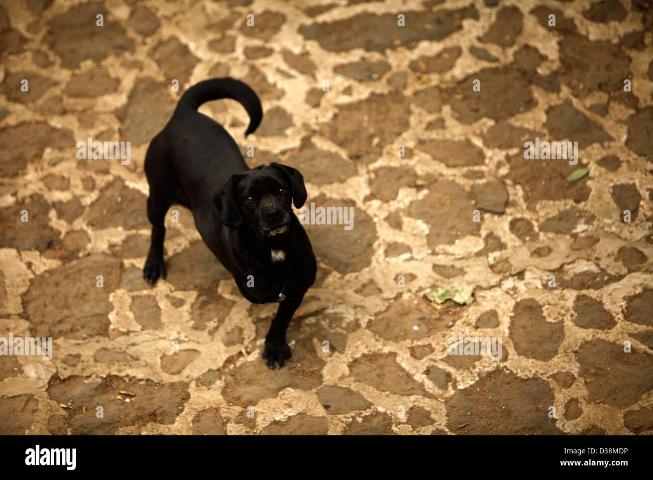 Un cane con una gamba mancante sorge presso il 'Milagros Caninos,' o cani cane miracoli nel Santuario Xochimilco, Città del Messico Foto Stock