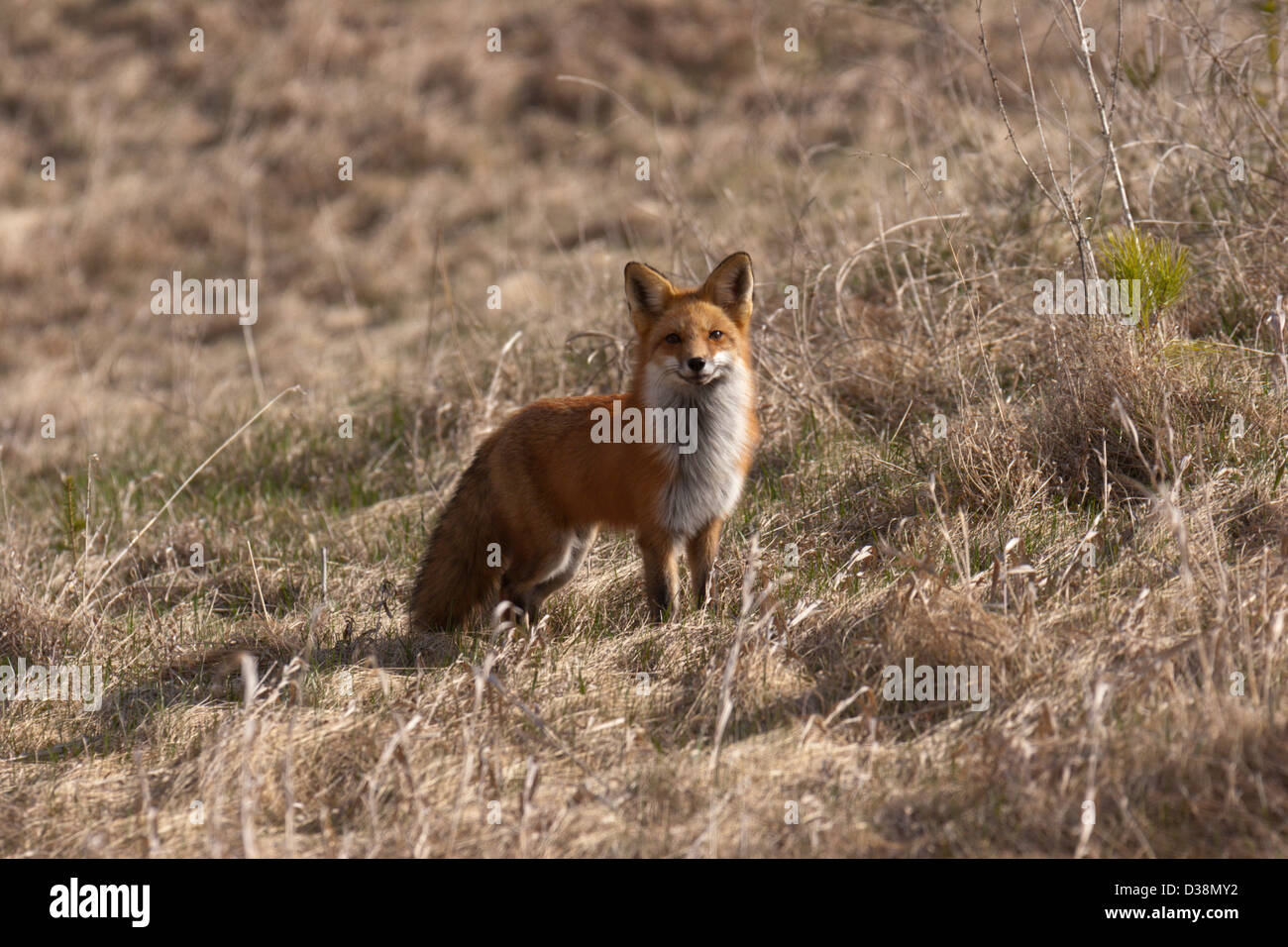 Ref fox Mammifero selvaggio carino paese Foto Stock