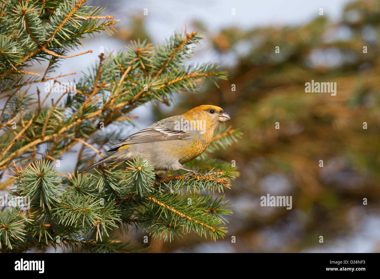 Pine Grosbeak Pinicola enucleator, Collafirth, Shetland, Regno Unito Foto Stock