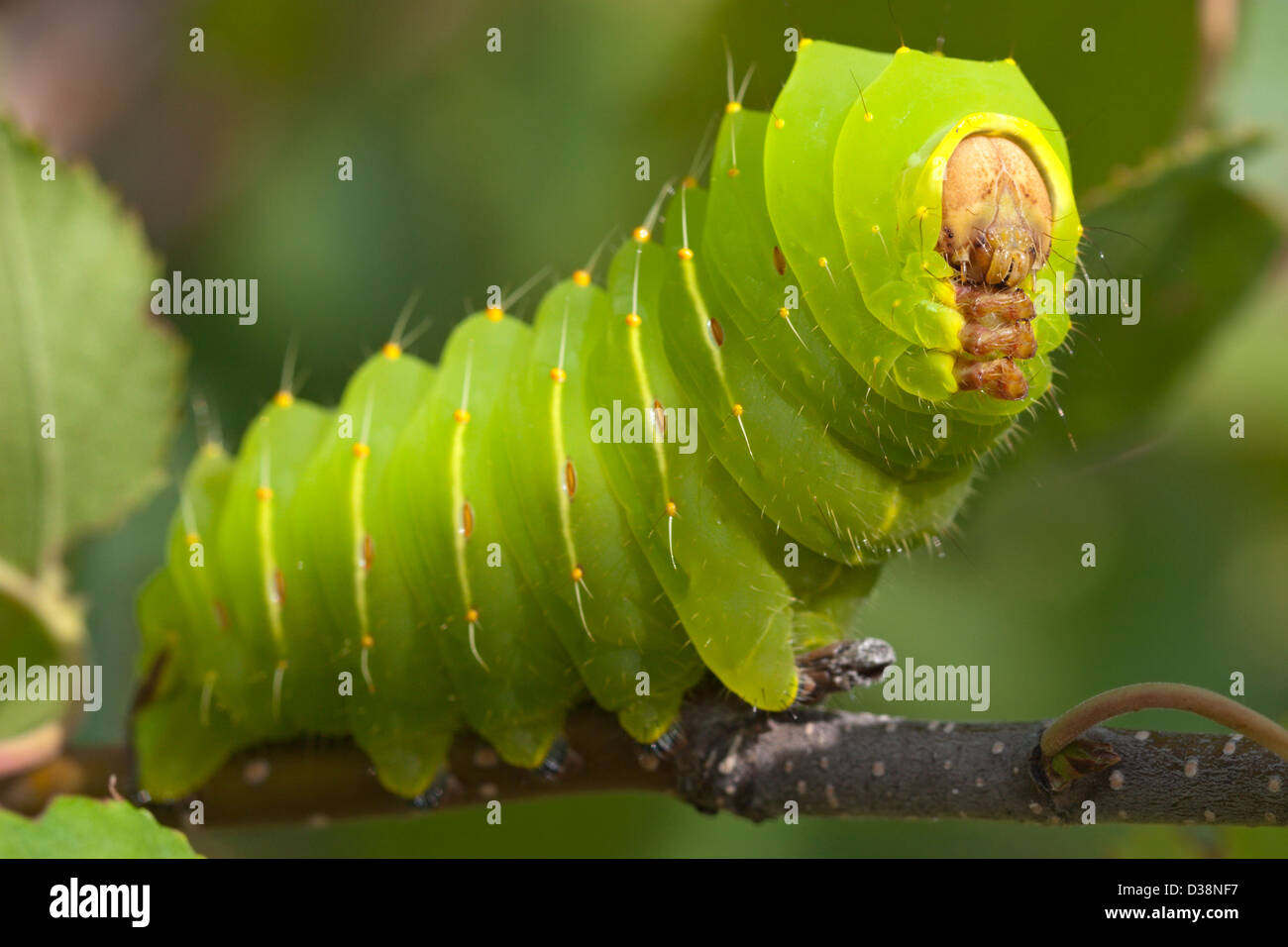 Gli insetti luna moth caterpillar verde di grub Foto Stock