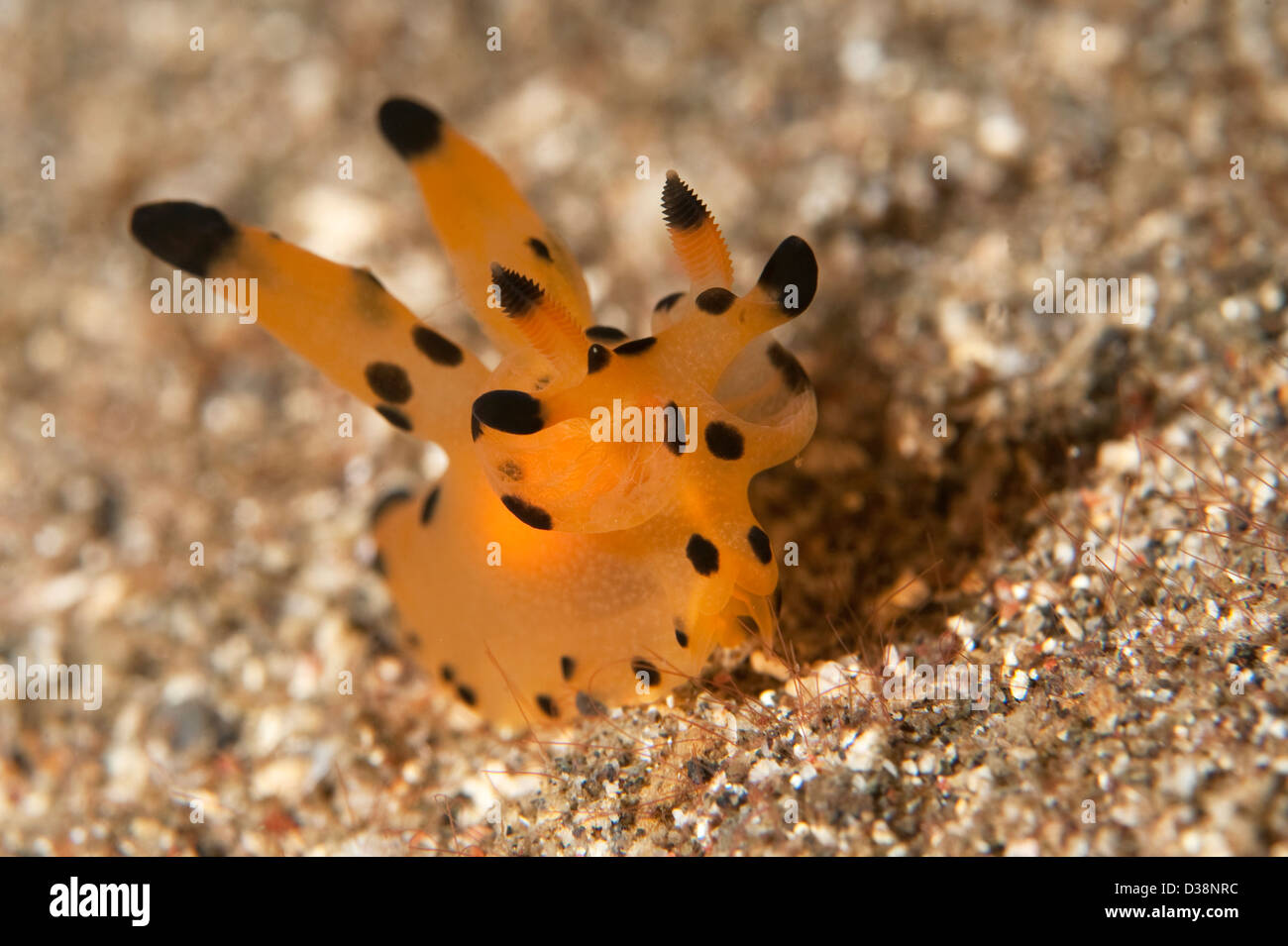 Un Thecacera sp. nello stretto di Lembeh, Nord Sulawesi. Foto Stock