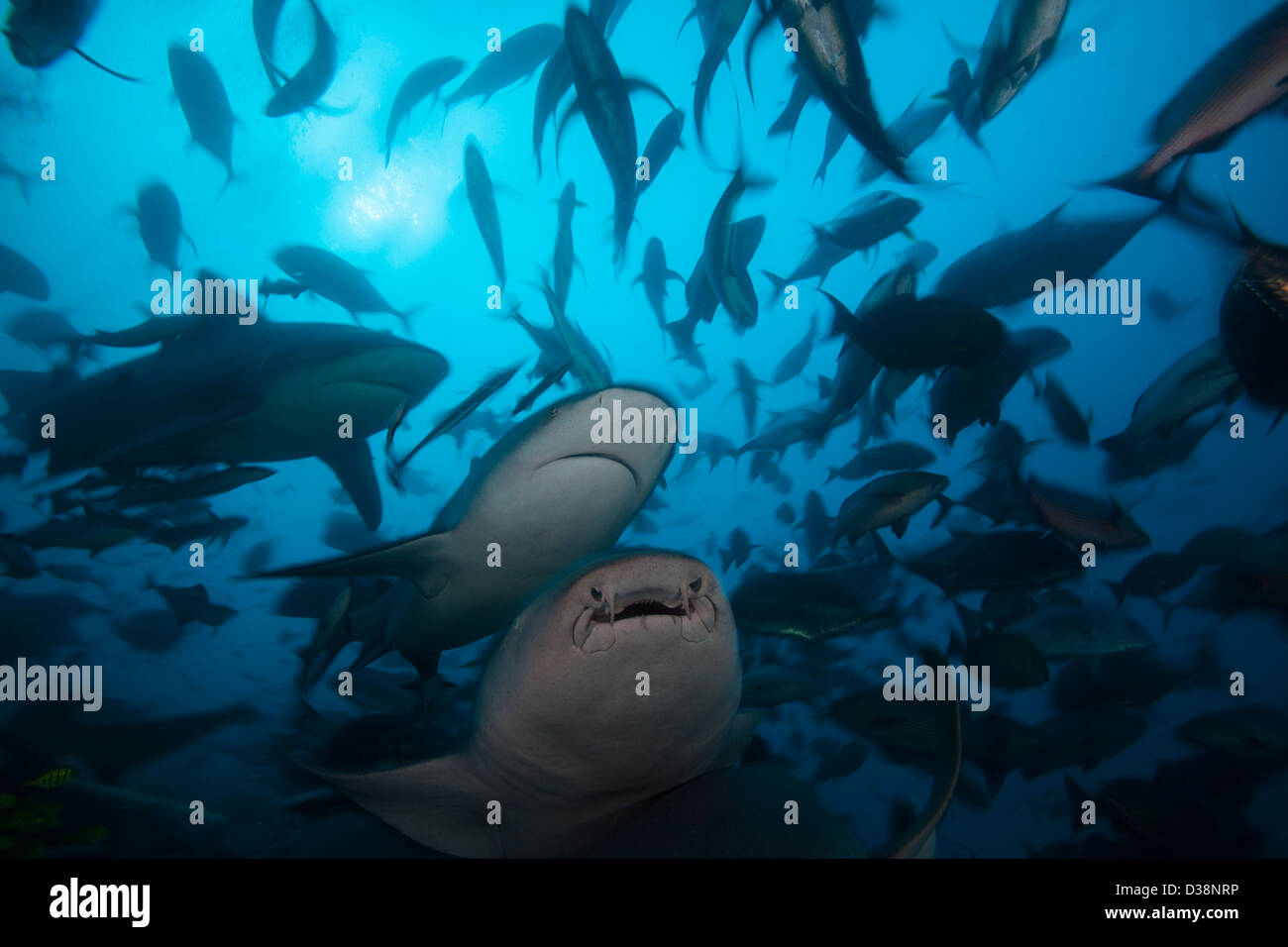 Gli squali toro caccia nella scuola di pesce Foto Stock