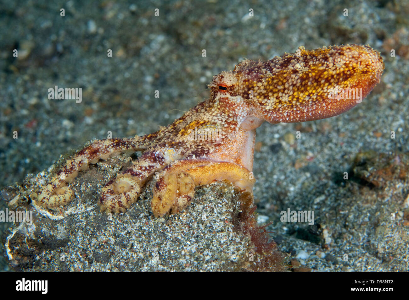 Un veleno Ocellate Octopus nello stretto di Lembeh, Nord Sulawesi. Foto Stock