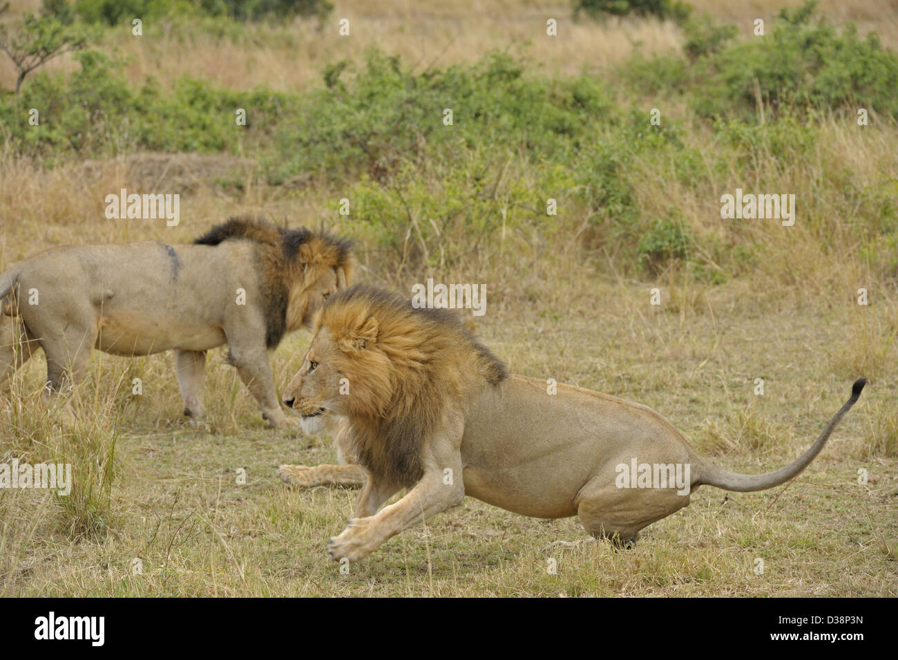 Due maschio lion nelle foreste del Masai Mara, Kenya, Africa Foto Stock