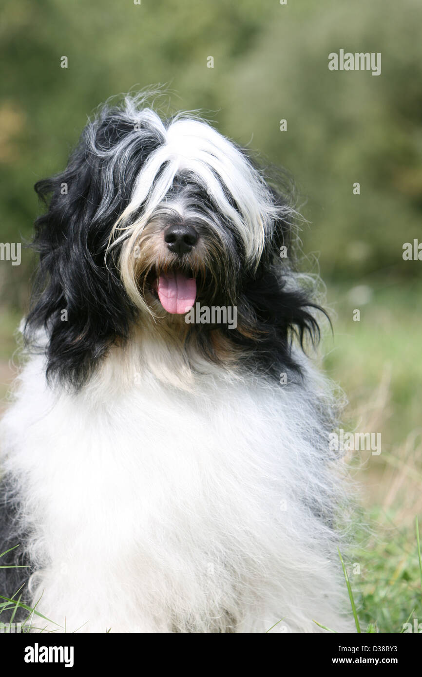 Cane Tibetan Terrier / Tsang Apso ritratto per adulti Foto Stock