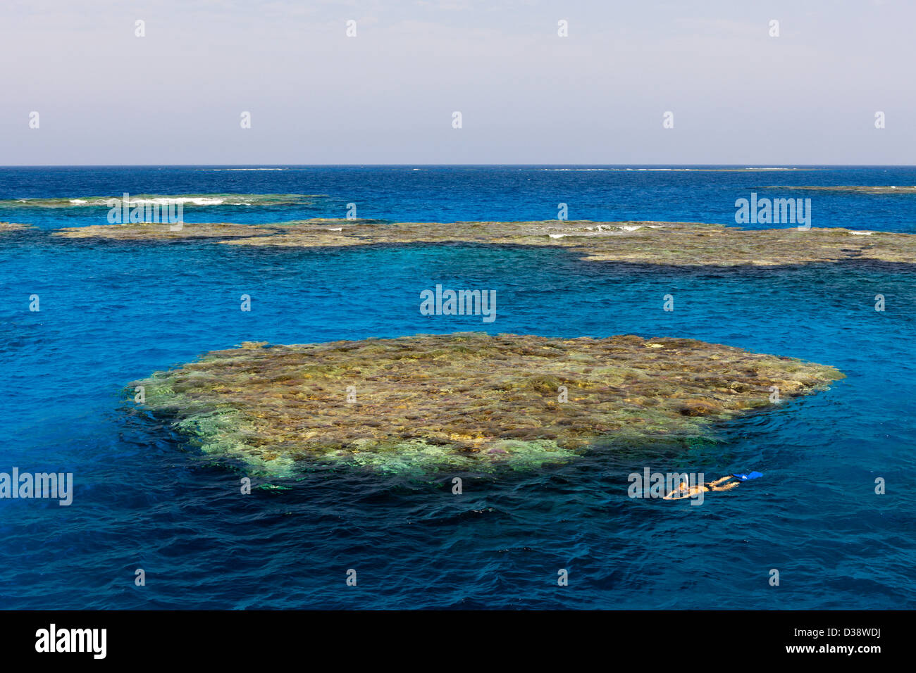 Le scogliere di Zabargad Island, Mar Rosso, Egitto Foto Stock