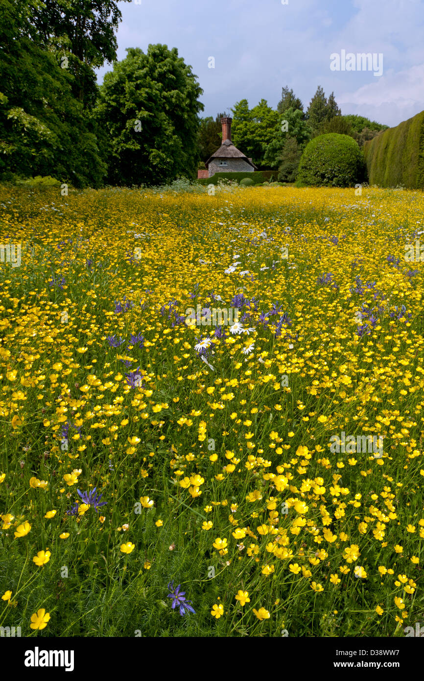 Ranuncolo campo al West Dean West Sussex Foto Stock