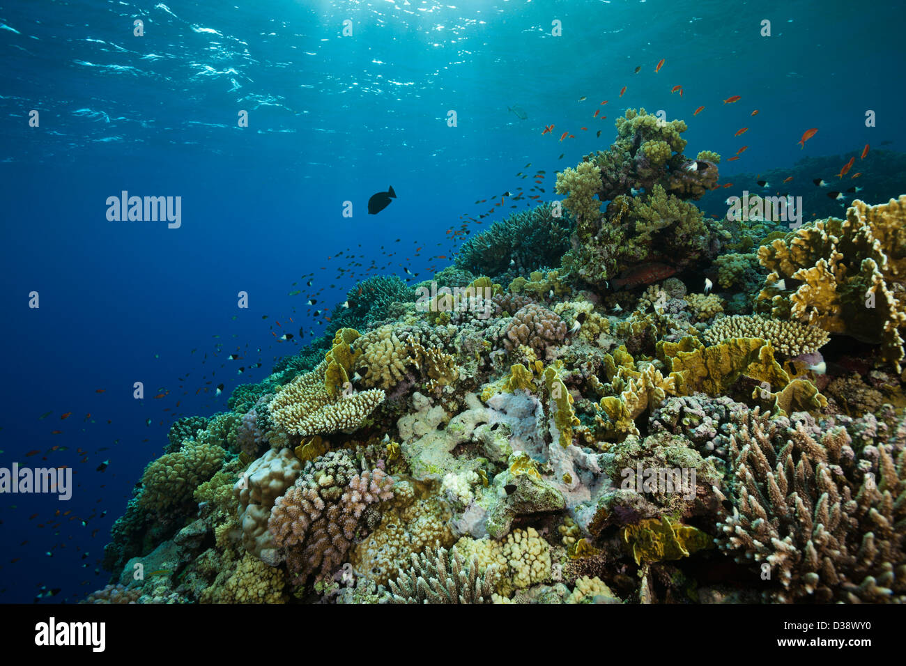 Coral Reef sulla parte superiore, isola rocciosa, Mar Rosso, Egitto Foto Stock