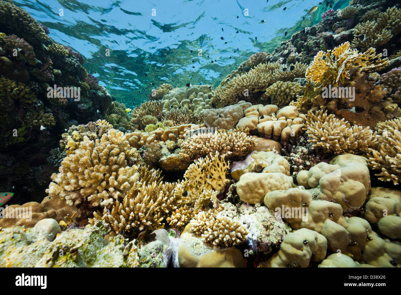 Coral Reef sulla parte superiore, St. Johns, Mar Rosso, Egitto Foto Stock