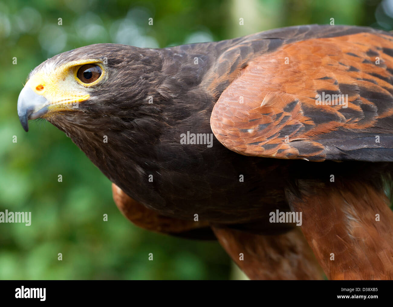 La Harris Hawk (Parabuteo unicinctus) in attesa di balzare Foto Stock