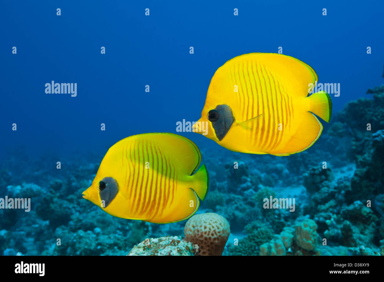 Coppia di Butterflyfish mascherato, Chaetodon semilarvatus, St. Johns, Mar Rosso, Egitto Foto Stock