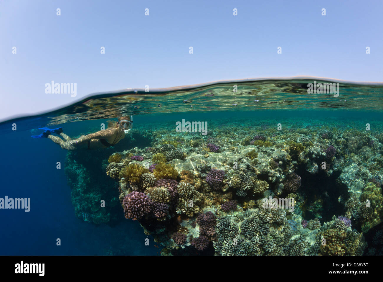 Immersioni in Mar Rosso, Zabargad, Mar Rosso, Egitto Foto Stock