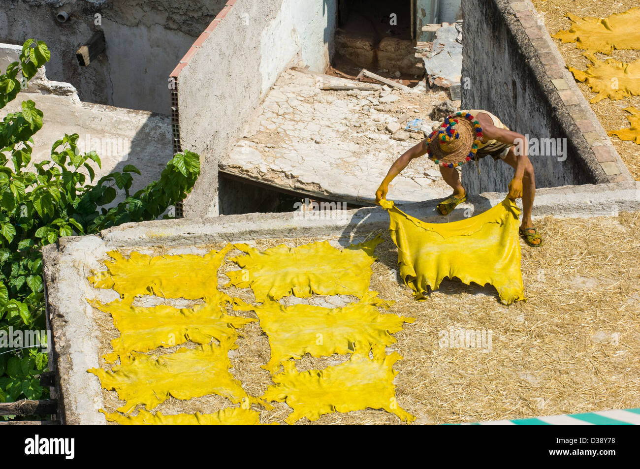 Lavoratore posa tinta giallo cuoio delle pelli in conceria Chouara, Fes, Marocco Foto Stock
