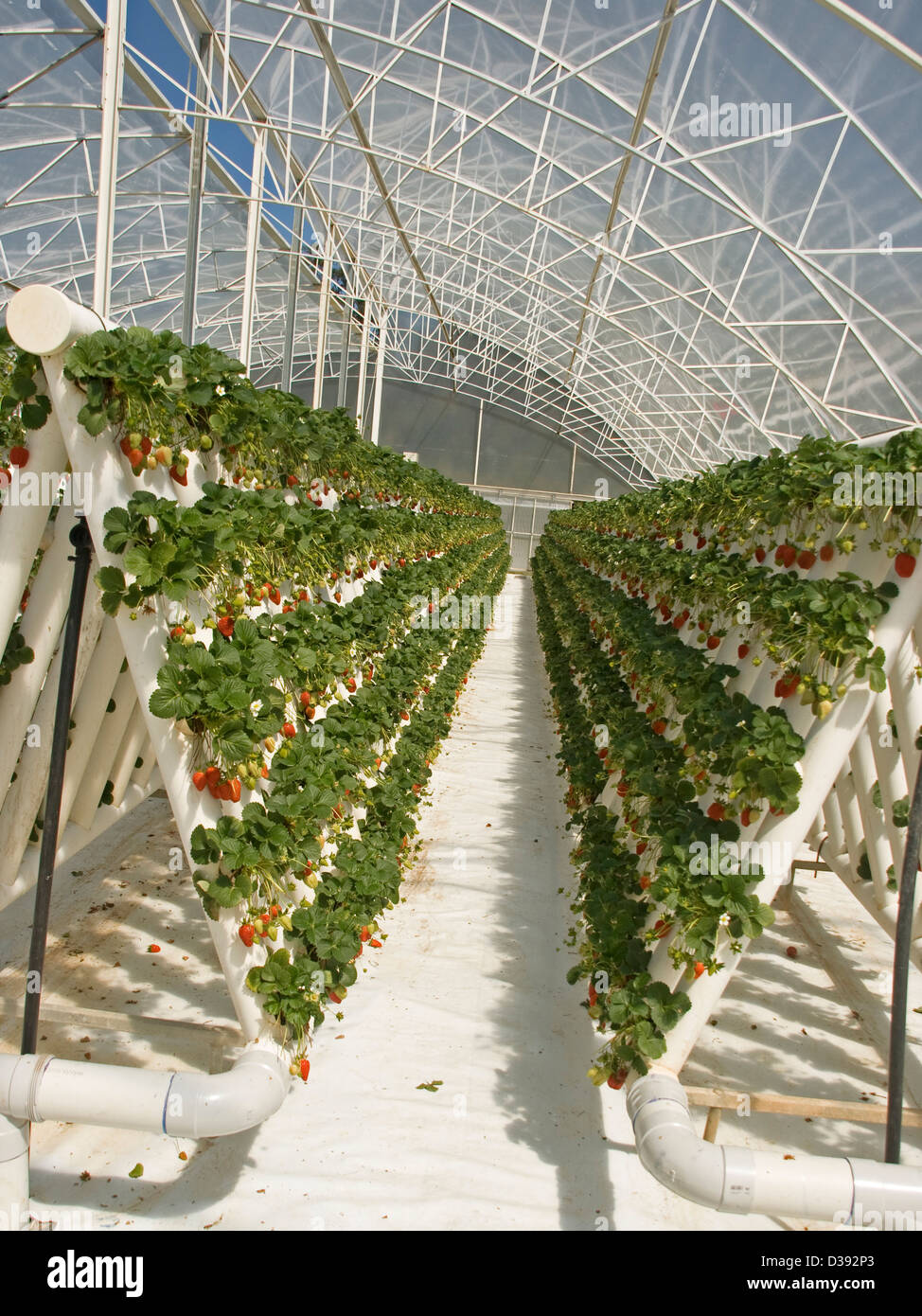 Righe di ripe rosso Fragole e foglie di piante che crescono in serra in un esteso sistema hydroponic su una azienda commerciale Foto Stock Righe di ripe rosso Fragole e foglie di piante che crescono in serra in un esteso sistema hydroponic su una azienda commerciale Foto Stock