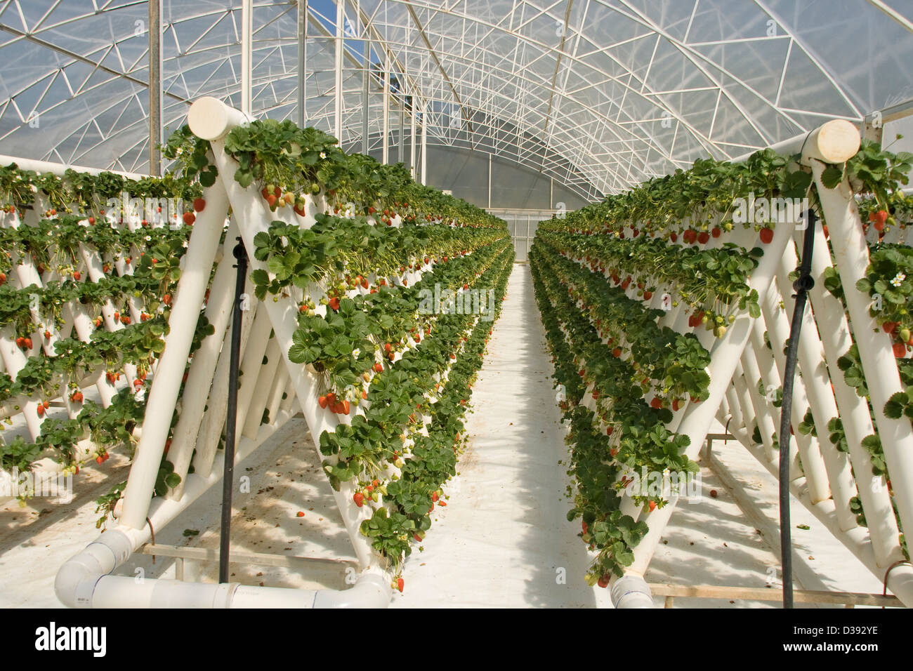 Righe di ripe rosso Fragole e foglie di piante che crescono in serra in un esteso sistema hydroponic su una azienda commerciale Foto Stock Righe di ripe rosso Fragole e foglie di piante che crescono in serra in un esteso sistema hydroponic su una azienda commerciale Foto Stock