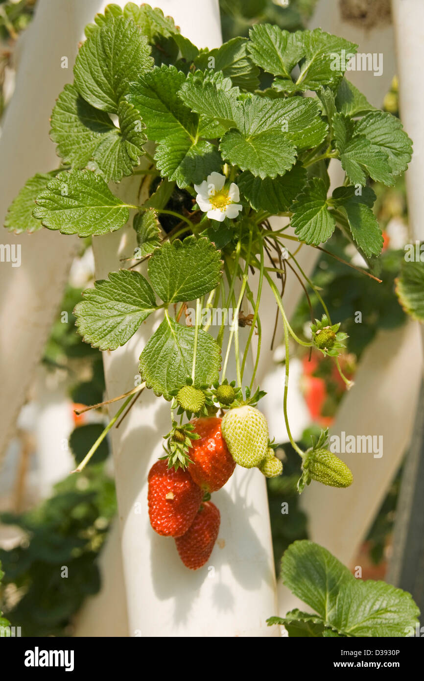 Mazzetto di ripe rosso fragole con fiori e fogliame che cresce in un sistema di coltura idroponica su una azienda commerciale Foto Stock Mazzetto di ripe rosso fragole con fiori e fogliame che cresce in un sistema di coltura idroponica su una azienda commerciale Foto Stock