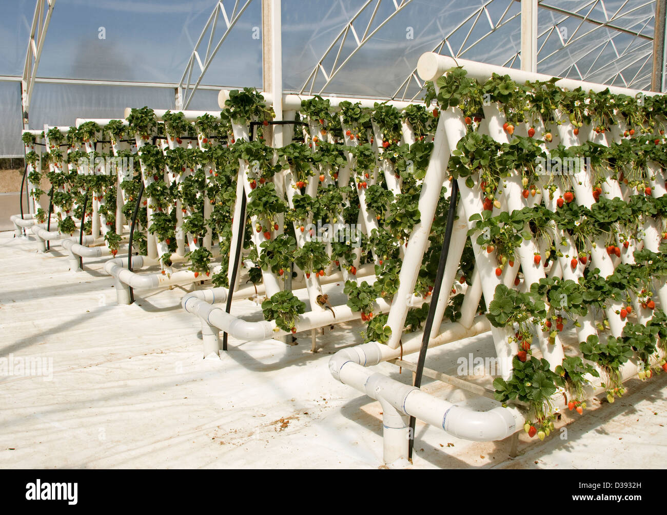 Righe di ripe rosso Fragole e foglie di piante che crescono in serra in un esteso sistema hydroponic su una azienda commerciale Foto Stock Righe di ripe rosso Fragole e foglie di piante che crescono in serra in un esteso sistema hydroponic su una azienda commerciale Foto Stock