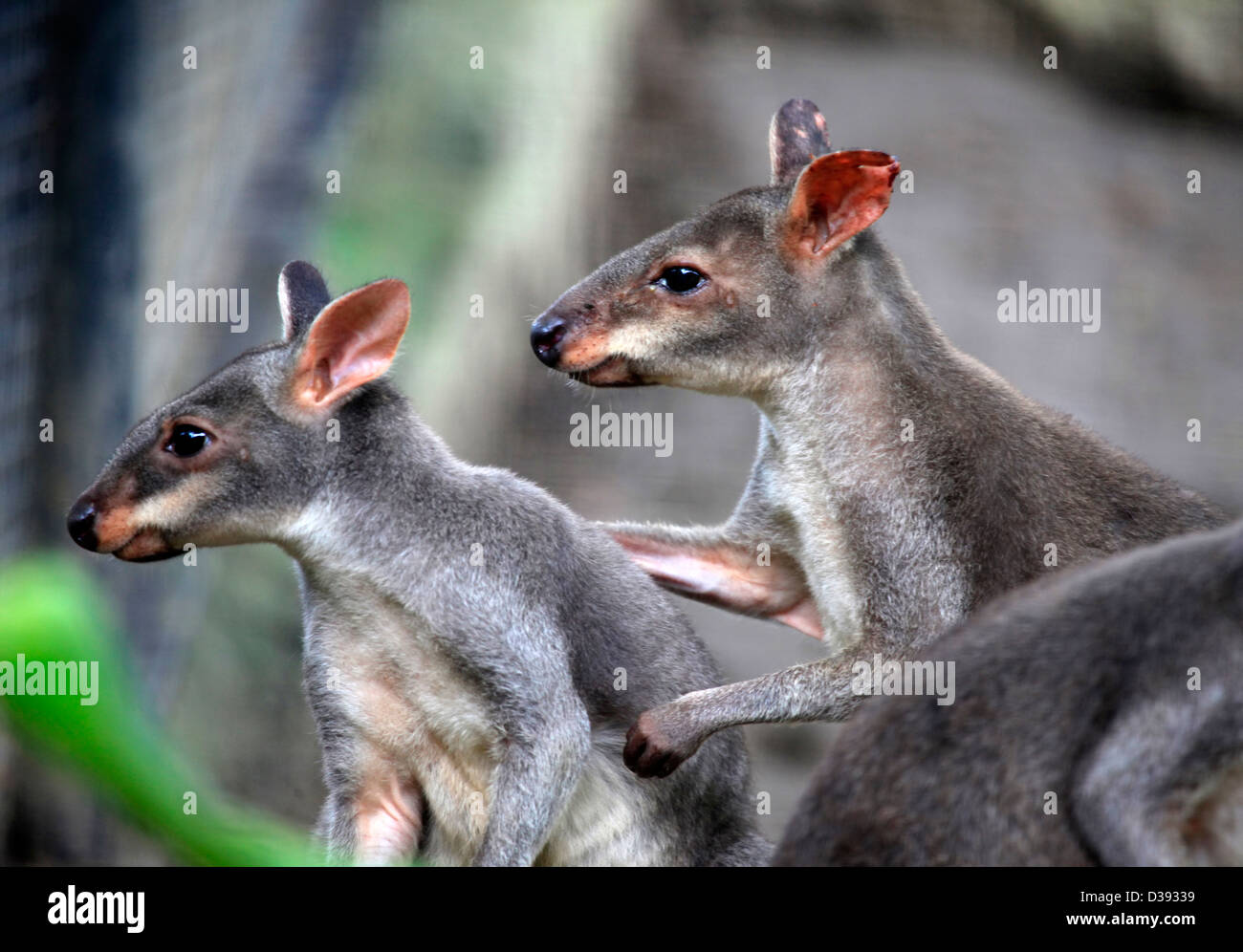 Due canguri in zoo di Bali. Indonesia Foto Stock