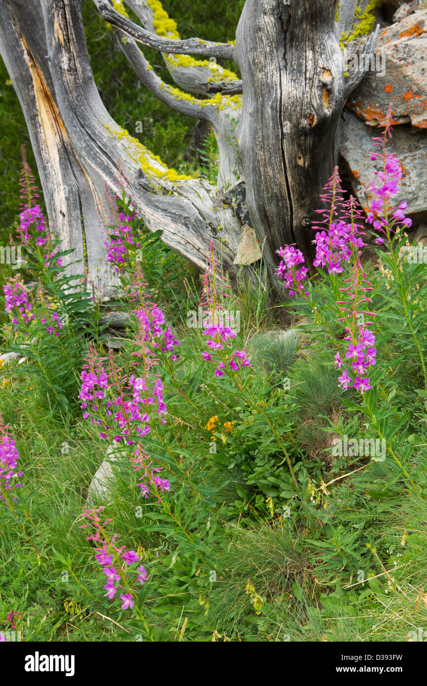 (Fireweed Epilobium angustifolium) lichene e vicino a Lodgepole pino lungo il Continental Divide Trail in Anaconda Pintler W Foto Stock