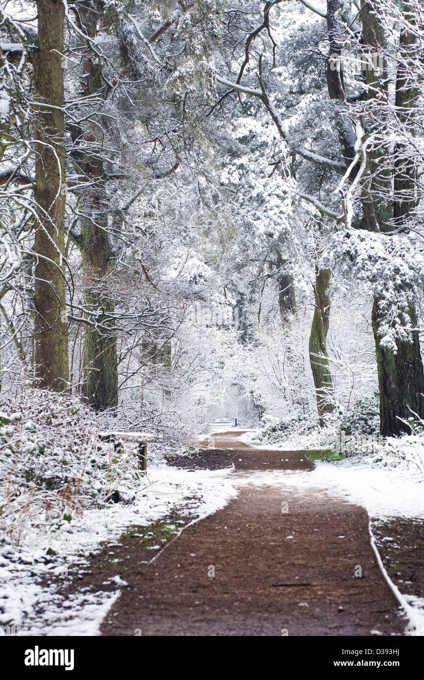 Un sentiero di bosco d'inverno. Foto Stock