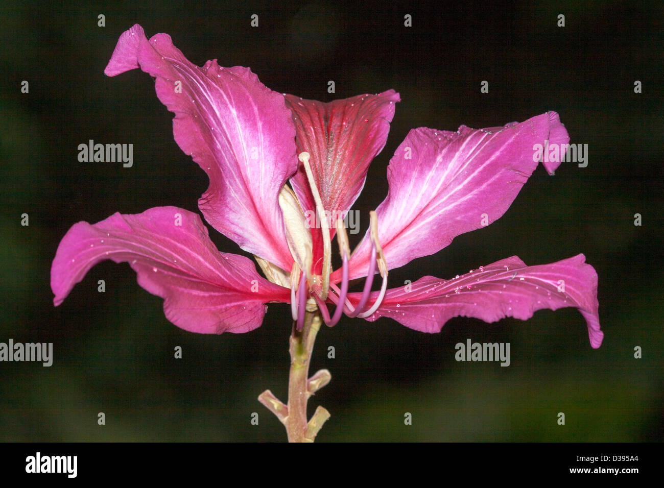 Insolito rosa luminoso /fiore rosso di Bauhinia blakeana, orchidea / butterfly tree, emblema floreale di Hong Kong, contro uno sfondo scuro Foto Stock