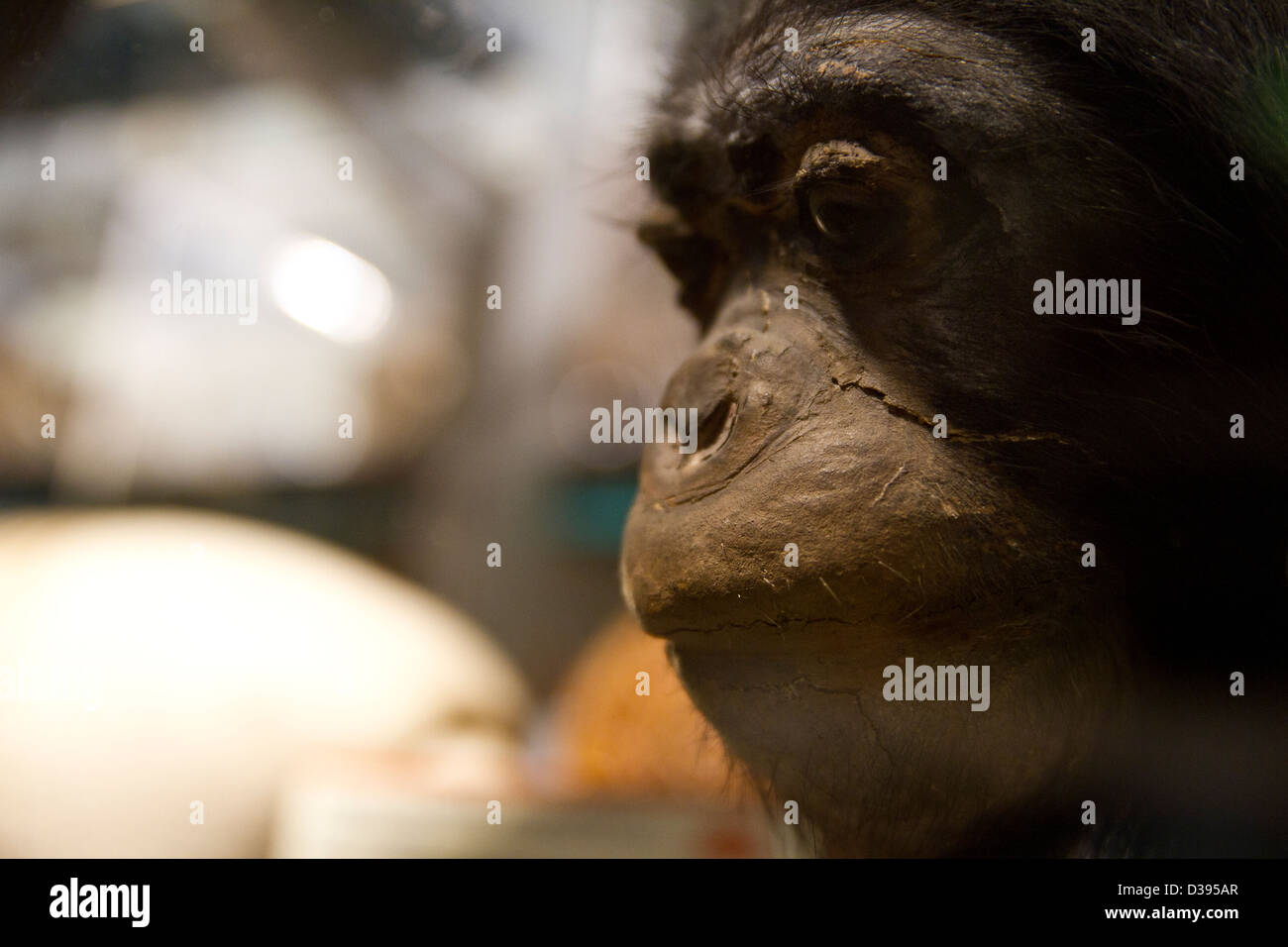Uno scimpanzé presso il museo di zoologia Foto Stock