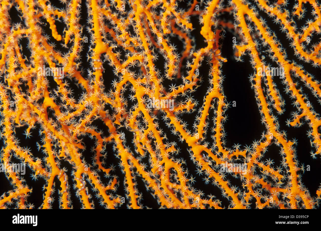 Subacquea, Coral reef, rosso polipo octocoral. Foto Stock