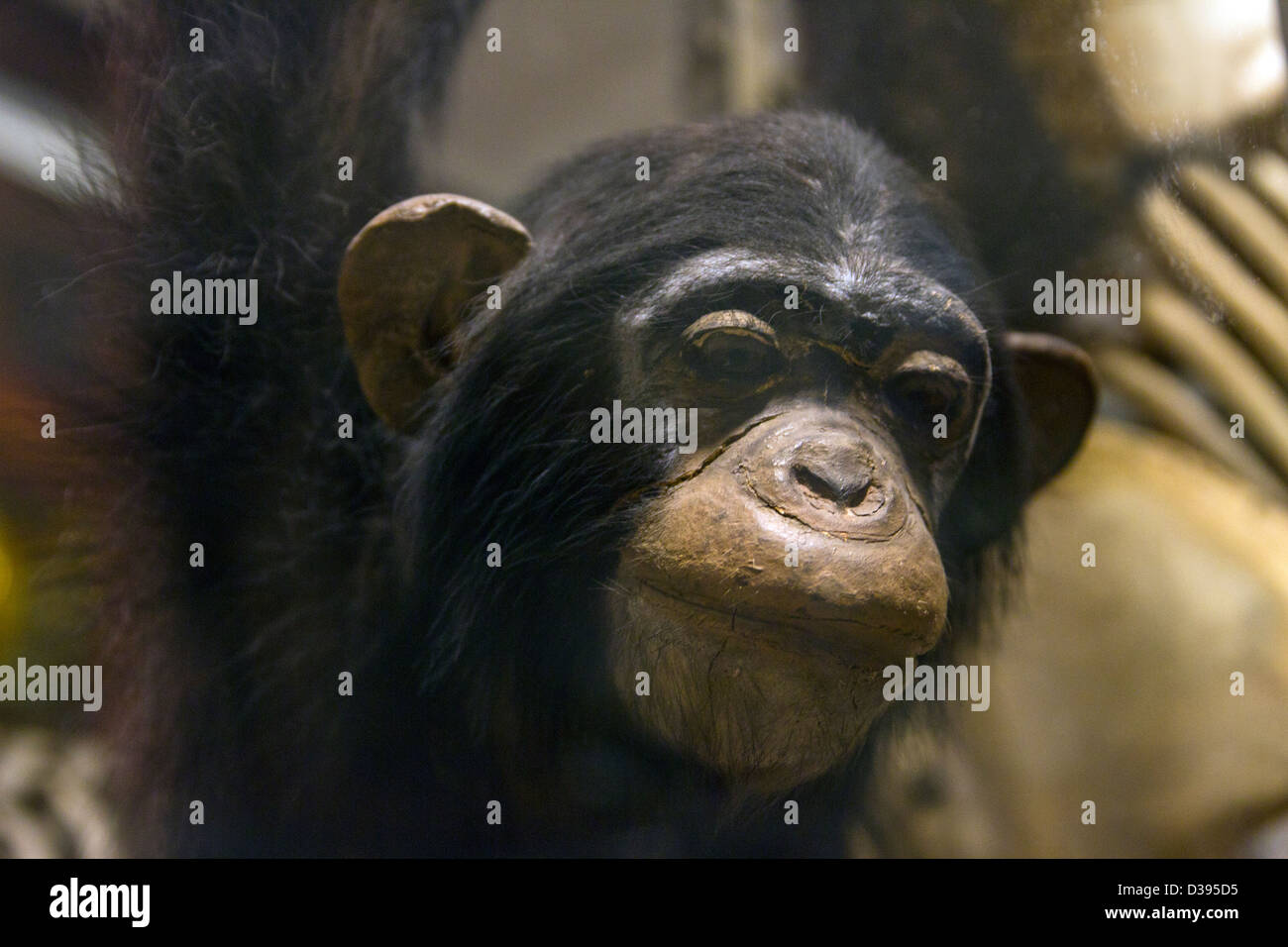 Uno scimpanzé presso il museo di zoologia Foto Stock
