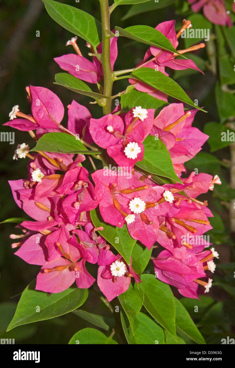 Cluster di colore rosso brillante delle brattee che circondano minuscoli fiori bianchi di Bougainvillea "fancy pants", con fogliame di smeraldo Foto Stock