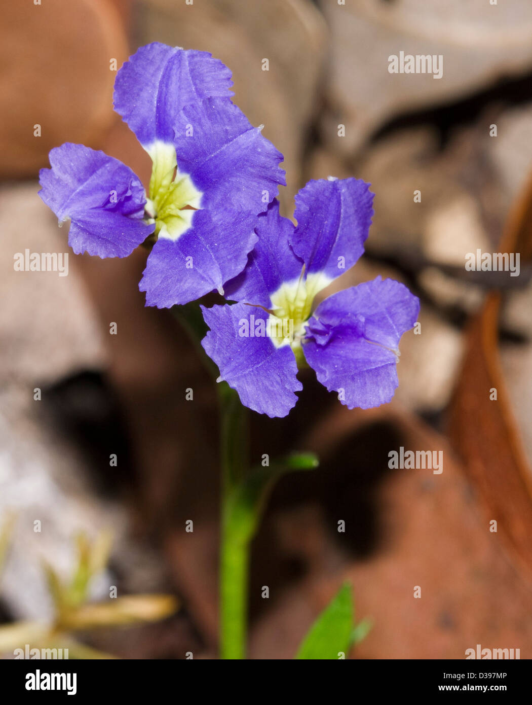 Fantastico blu / fiori viola di Dampiera diversifolia - un millefiori dall Australia Occidentale che è cresciuto in giardini australiano Foto Stock