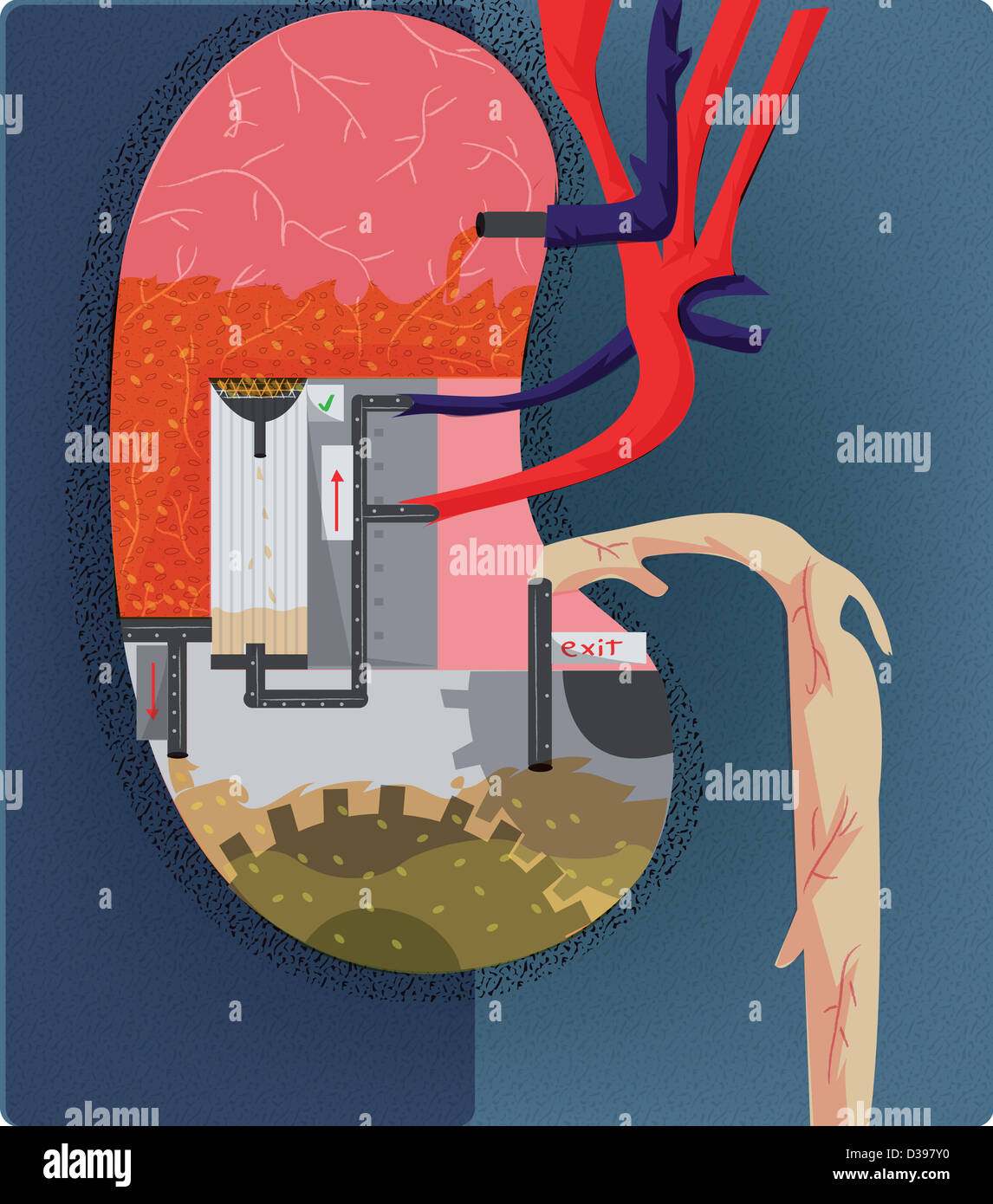 Impianto di trattamento delle acque che illustra la funzione del rene Foto Stock