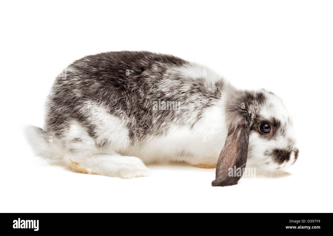 Bianco e nero baby bunny isolato Foto Stock