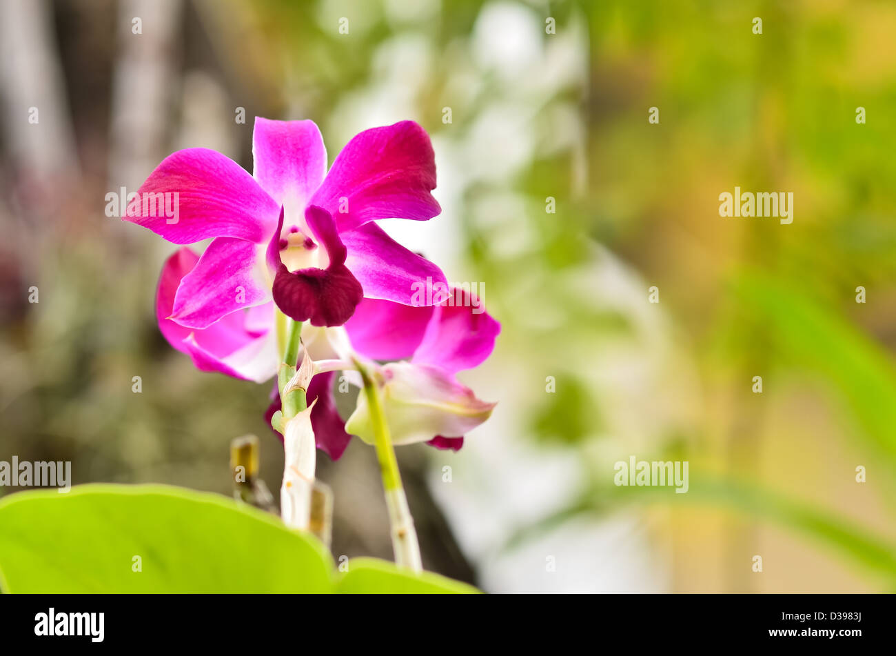 Fuchsia orchid colore Foto Stock